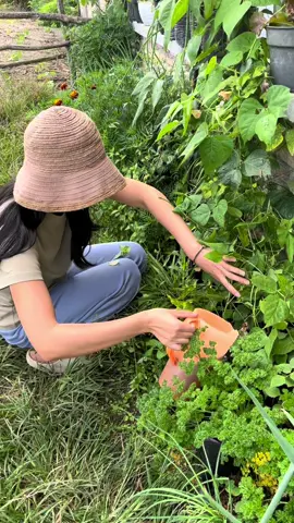 Bergaulnya sama taneman wkwkwk #gardenersoftiktok #gardener #gardengirl #tukangkebun #hobbies 
