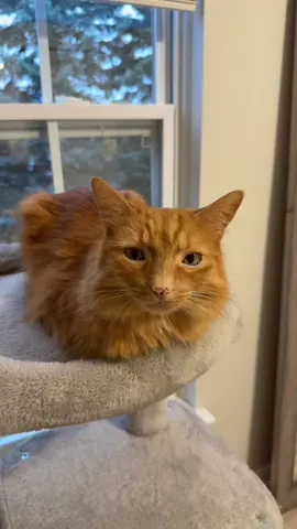 #catsoftiktok #obiwancatnobi 