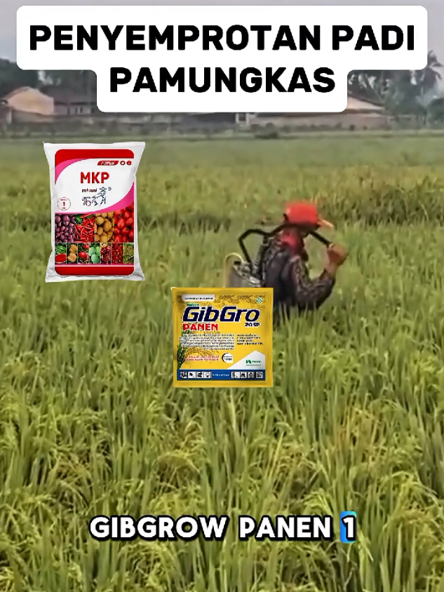 PENYEMPROTAN PADI TERAKHIR #trendingtiktok #trending #fyp #fyppppppppppppppppppppppp #petaniindonesia🇮🇩🇮🇩🇮🇩🌿🌿 