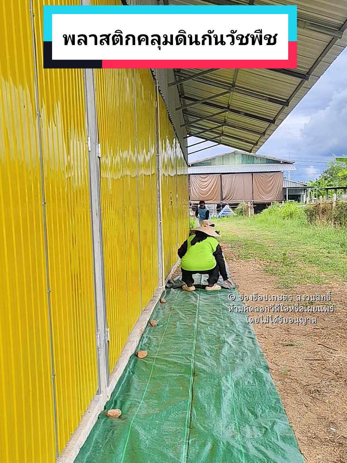 ผ้าคลุมดินกันวัชพืช#พลาสติกคลุมดิน #ผ้าคลุมดินกําจัดวัชพืช #พลาสติกคลุมดินกันวัชพืช #ผ้าคลุมดิน #ช๊อปเกษตร 