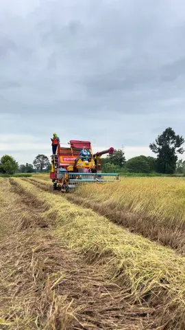 นาปี 68 🌾🔥#รถเกี่ยวข้าว #นาปีอีสาน🌾 #สมคิดการช่าง #fypシ゚ #เปิดการมองเห็น  ที่เด็ด‼️กำแพงเพชร🌾😍