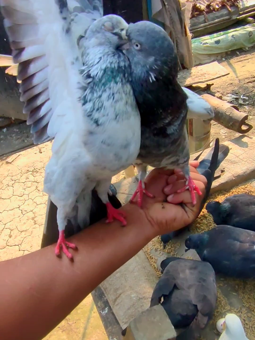 My two pet pigeons are climbing feed on my hand and eating. #pigeon  #foryou  #viraltiktok  #viralvideo  #pigeonlover 