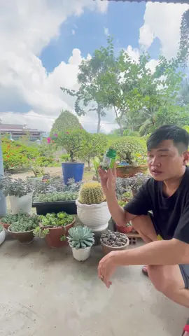 Thuốc kích rể dành Cho tất cả các loại cây trồng #lantoaniemvui #garden #lamvuon #trongsenda #xuongrong 