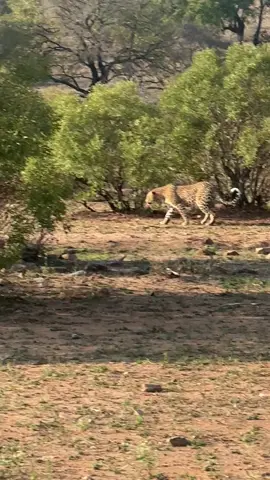 The leopard walks through the bush with calm, confident grace.#nature #viralvideos #wildlife #fyp #fyppppppppppppppppppppppp 