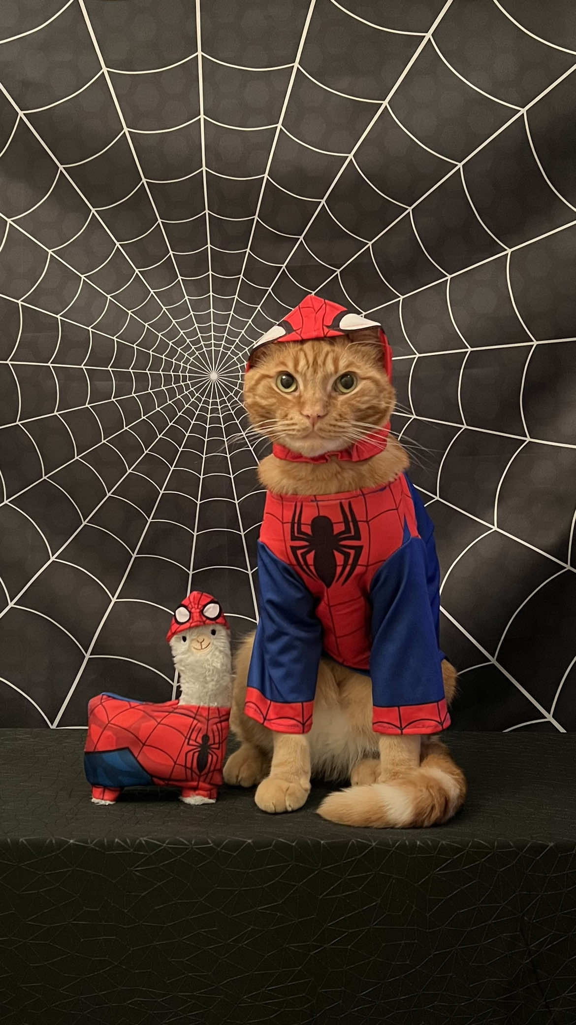 Dream BIG little Spider-Man 🕷️❤️💙 #superhero #brave #hero #marvel #tigerjojo