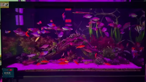 Ae miền trung mùa này ổn không ?   E ngáp ngáp rồi 🥲🥲 #rainbowfish #RBFA #xh #thuysinh #chill 