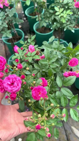 Otoline#hoadalat #đàlạt #xuhuongtiktok #vairal #hoadalat💐🌷🌺 