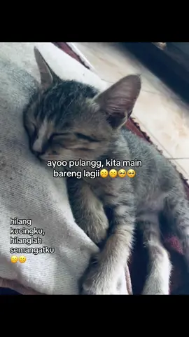 pulang mpuss☹️🥺🥺#kucing#misssu#fypシ゚ #fyppppppppppppppppppp #xybca 