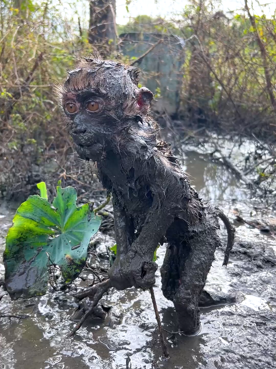#foryou #tiktok #videomonkey #Funny #smartlittlebabymonkey #🥰🥰cuteness🥰🐒overload🥰monkey🐒🐒bhai #babymonkey🐒❤️ #poorlittlebugonthewall