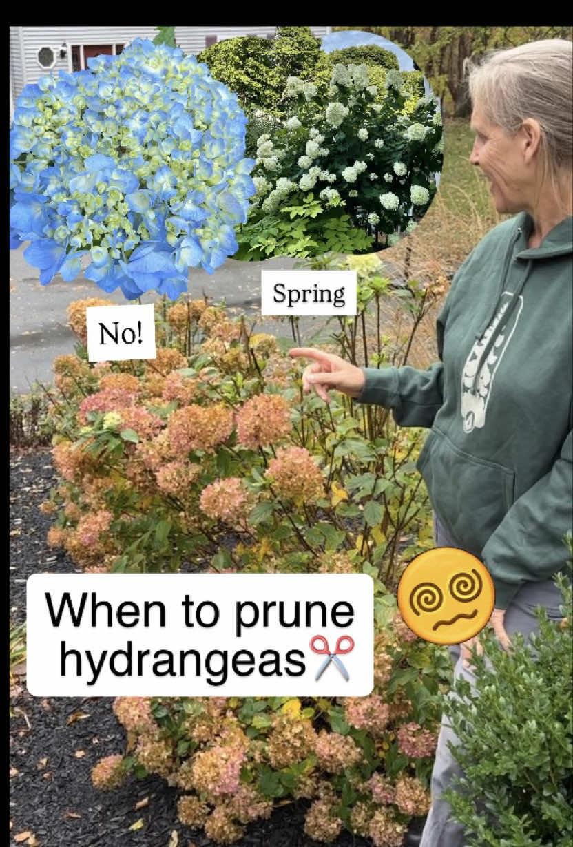 This topic is so confusing for so many people! Making matters a little more confusing are the oakleaf hydrangeas (don't touch!) and the arborescens, like Annabelles and Incrediballs (hard prune in early spring too!). The wild arborescens and oakleaf hydrangeas (both native to parts of North American) are the absolute lowest maintenance and if you get either of those you don't need to remember any of this, ever. I never touch mine except to carve off pieces to spread around. Don't worry about 