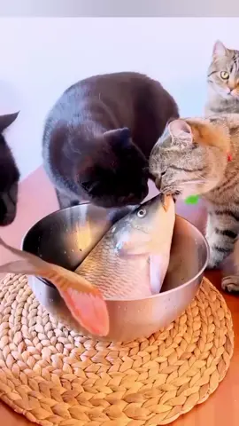 #ফানিভিডিও #FunnyCat #FYPViral #TikTokForYou #BanglaFunny@🆂🅰🅻🅼🅰🅽 