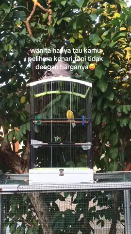#fyp #kicaumaniaindonesia #kicaumanianusantara #kenari #kenarimaniaindonesia 