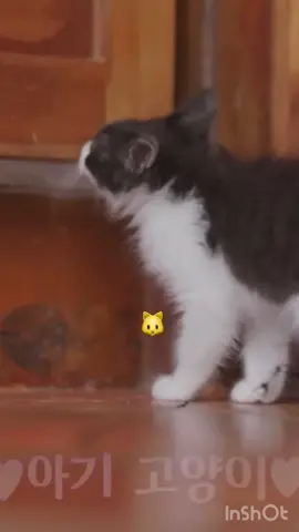 Asa ปลุกทุกคนโดยใช้แมว 🤏🏼🤏🏼#babymonster #Asa #rora #pharita 