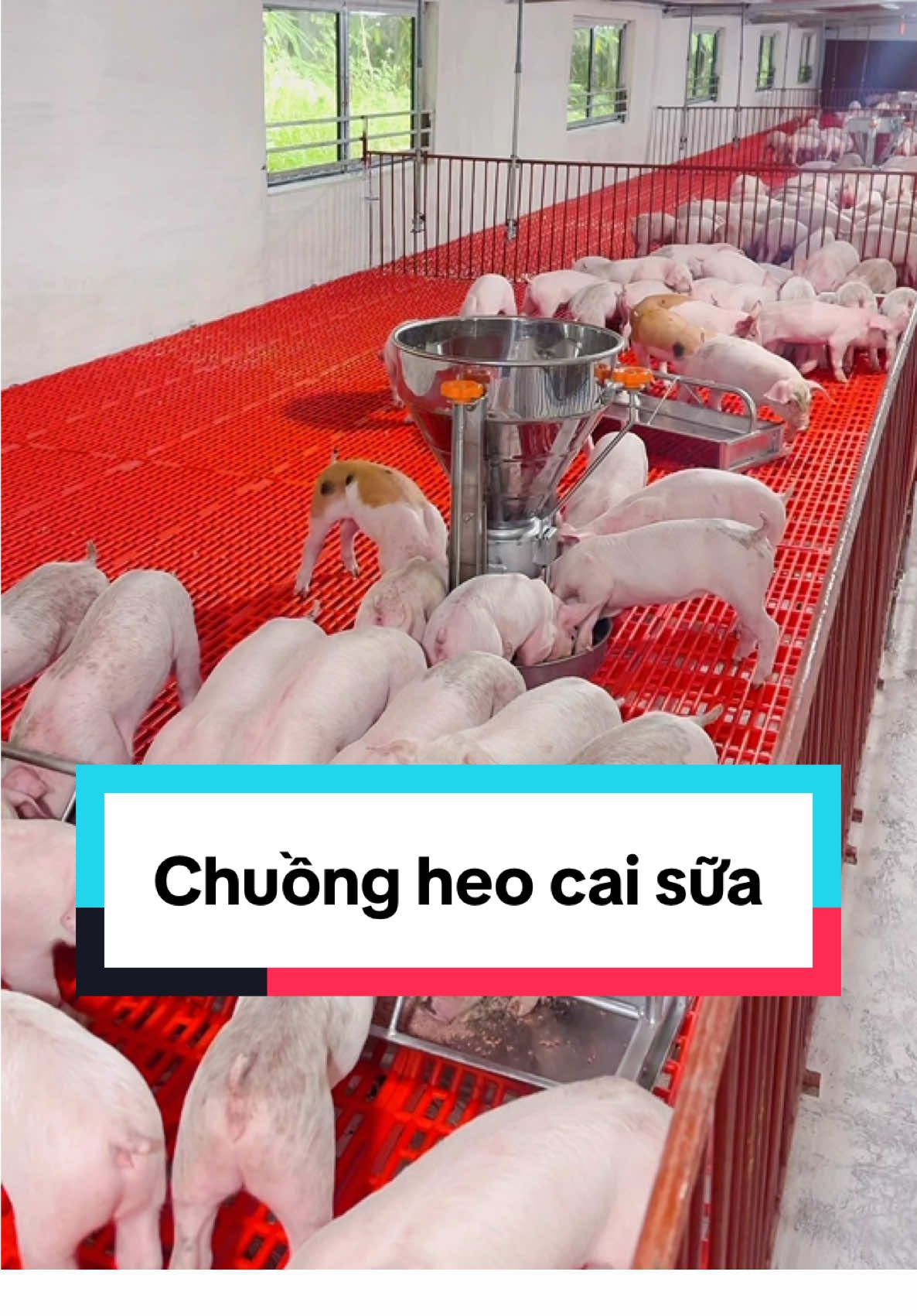 Giá heo con hạ nhiệt rồi các bác, đôi bên đều có lãi mới vui đúng không các bác☺️#heo #lợn #channuoiheo #pigfarm #xuhuongtiktok2025❤️🌈✔️ 