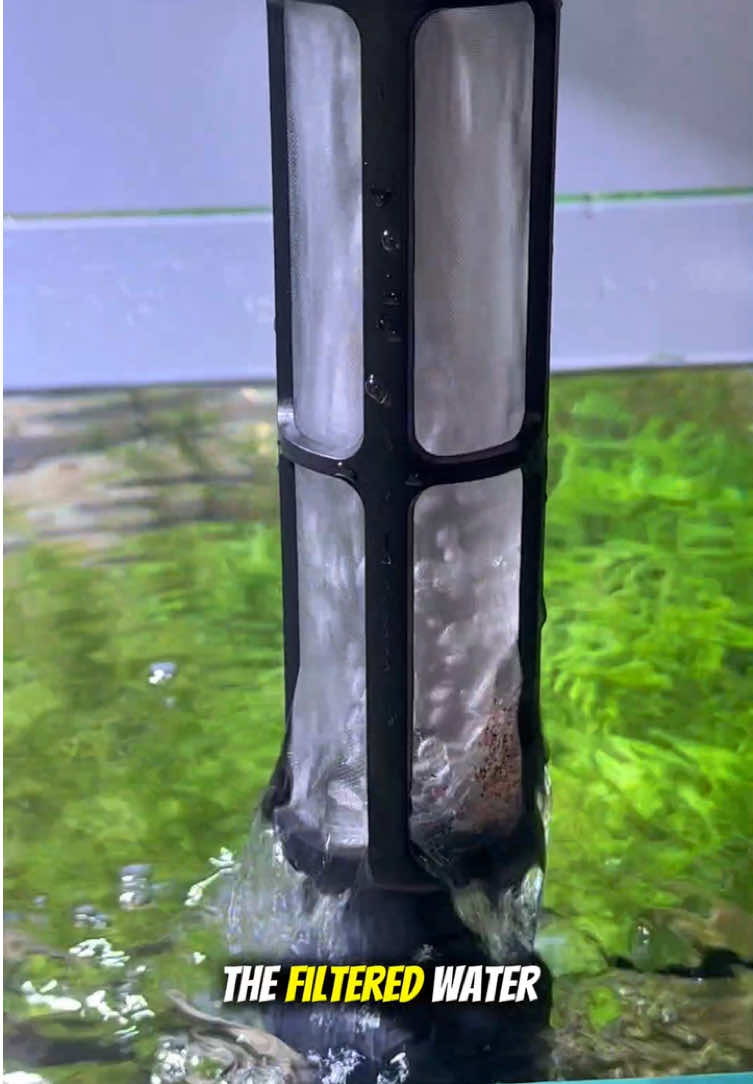 Is your fish tank’s substrate turning black and smelly? If you dont clean it soon, your fish are doomed!#aquarium #fishtank #clean #waterchange #usa 