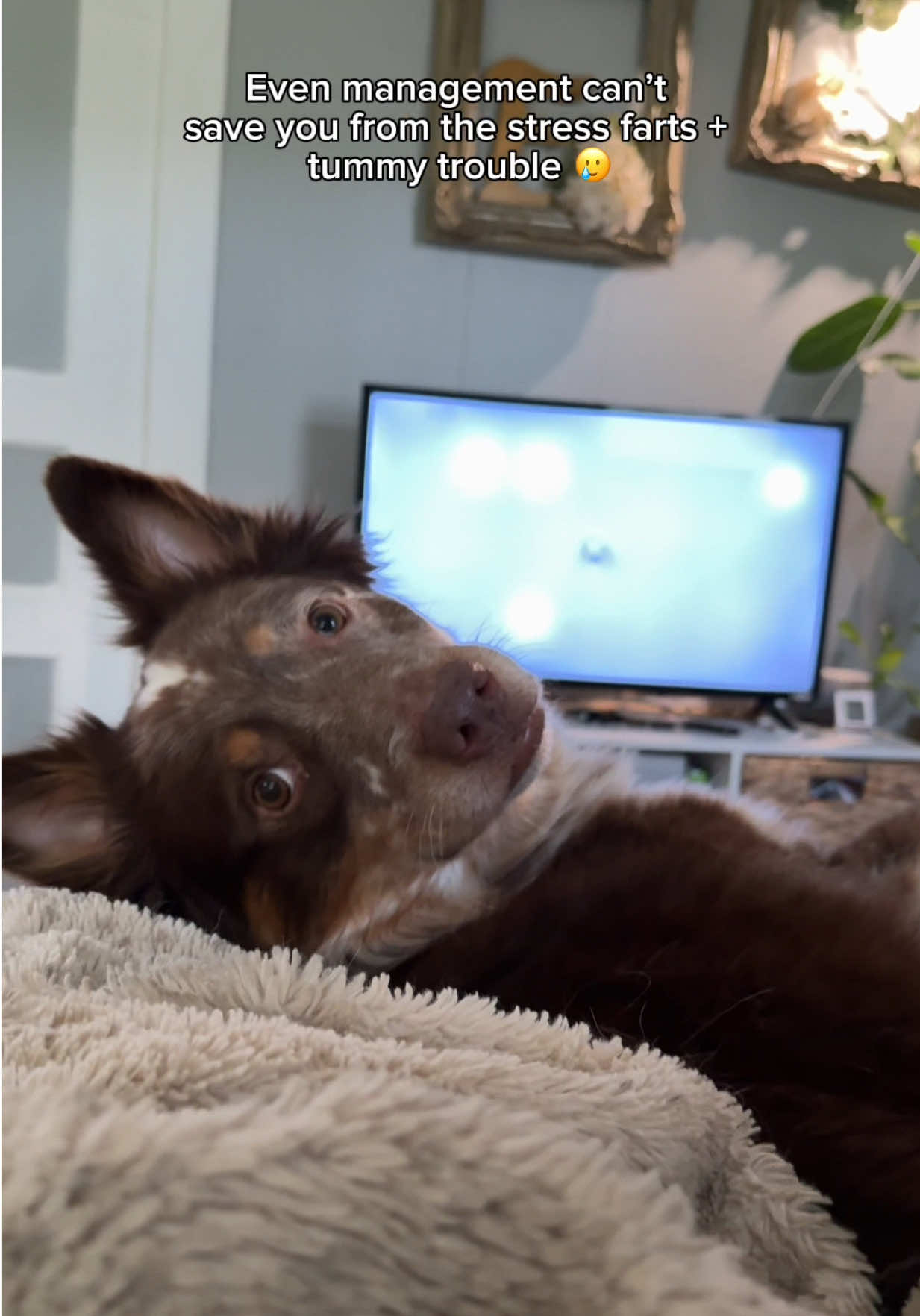 POV: The neighborhood Halloween decorations are your dog’s worst nightmare 👀🍂 #sponsored  Stress hits more than just their mood it affects their tummies too. These mushroom chews from Pets Are Kids Too help me set my dogs up for success and help their digestion & stress stay balanced through the holiday season 🍄🤍 #dogsoftiktok #pettok 