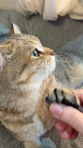 #قطط#السعودية #kitten #catsoftiktok #catsoftiktok 