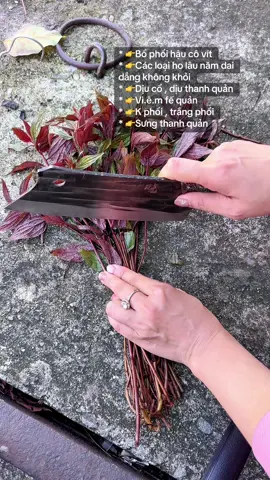 Trà túi lọc cây dòi thân tím hổ trợ các vấn đề về phổi rất hay , anh chị tìm hiểu thêm sẽ rõ ở video hạn chế nói các vấn đề bệnh lý ạ , k phổi trắng phổi hãy biết tới cây này #tratuilocdoithantim #caydoithantim #caydoithantimtriphoi  @QUẾ ANH SĂN SALE  @QUẾ ANH SĂN SALE  @QUẾ ANH SĂN SALE 