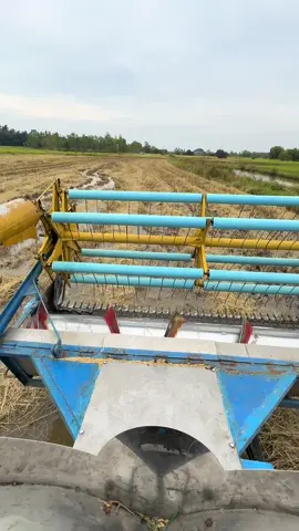 สนุกสนานก่อนกลับเกาหลี#นาปีอีสาน🌾 #สุรินทร์หวานมาก❤️‍🔥 #วัยรุ่นอู่ต่อเรือ🇰🇷🇰🇷 