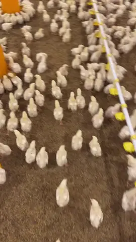 #ayambroilerindonesia #peternakmuda #closehouse #ayambroiler 