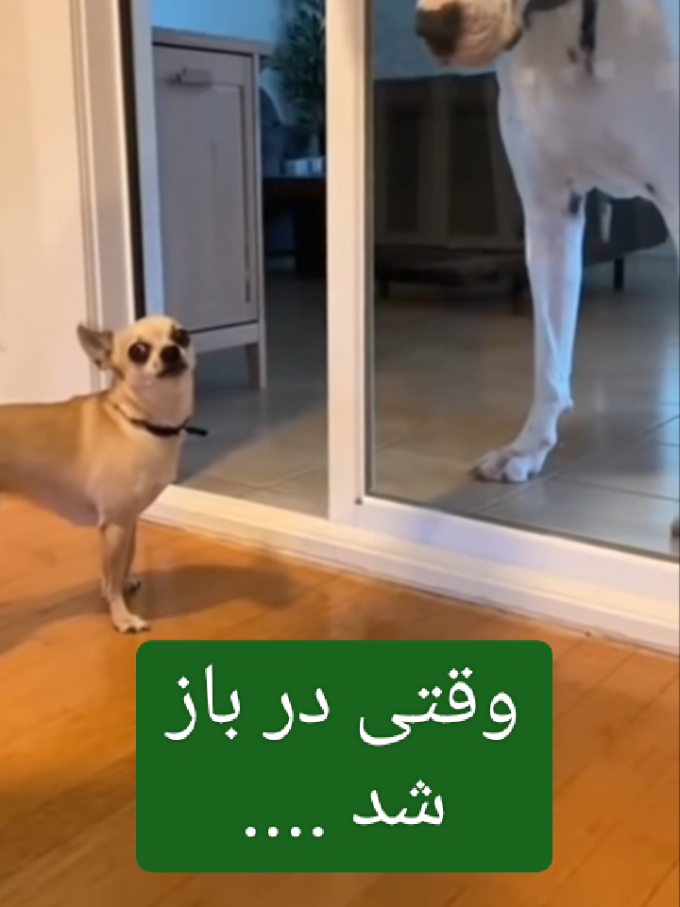 اعتماد نکن😂 صدا : امیردانشمندپور #دوبله_طنز #دوبله_حیوانات #دوبله #سگ 