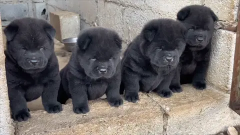 Giao diện nhìn tốn dép nhỉ 🤭#khoanhkhacdangyeu #petcute #chó 