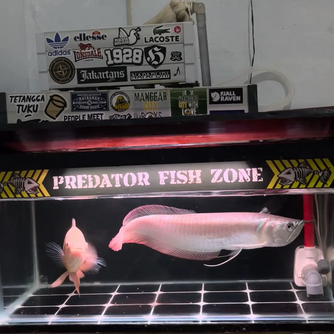 next miara ikan apa lagi ya 🫵🏻😂 #ikanarwana #promoseharian #predatorfishindonesia #predatorfishzone #oscaralbino 