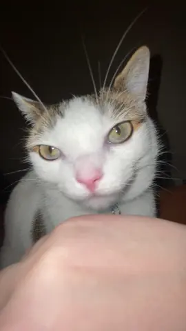 Soggy #catsoftiktok #fyp #cat 