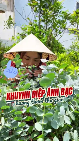 Cây đô la khuynh diệp ánh bạc, hương thơm thư giãn ngây ngất lòng người  #chuyennhanongpho #caykhuynhdiep #caydola #dollarsilver #plants 