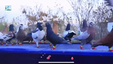 #پشتون_تاجیک_هزاره_ازبک_زنده_باد🇦🇫 