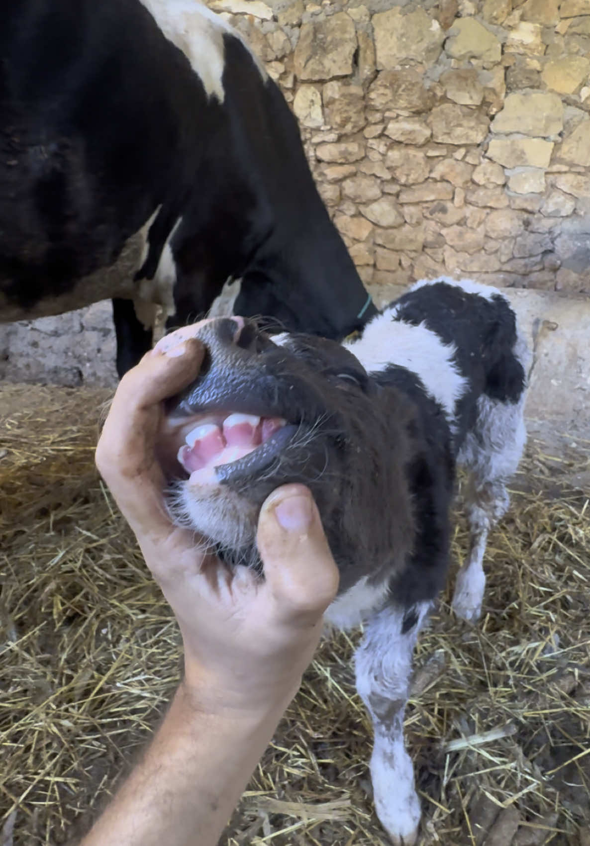 #fyp #المغرب🇲🇦 #دكالة_بلاد_الخيرات❤️ #المزرعة #الكساب #دكالة #الجديدة #الفلاح #الفيرمة #العروبية #البادية #البهايم #الفصة #العجل #التسمين #الخروف #