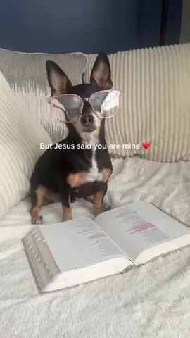 If redemption is possible for Franklin it’s possible for you too ❤️ #dogs #dogmom #testimony #christianhumor 