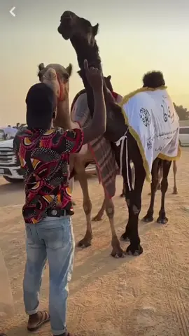 معروفه لـ سعد بن مبخوت المقابله 🏆. #المقابله🦅 #الفرجان #مجاهيم #الظفره#viral