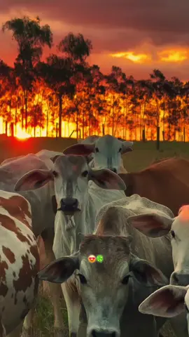 #metasysueños #🍀📿🧿🧔🏻‍♂️💸 #ganaderos502🇬🇹 #siganme_para_mas_videos #ganaderos502🇬🇹 