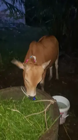 #เจ้าสายฟ้า #ทายาทลายสิงตะวันฉาย ไกรทอง #ลูกคอก อบต เพี้ยงปากพล #ค่ายโคสี่แผ่นดิน🐂💯  #เด็กใต้ป้ายพัทลุง🍃 