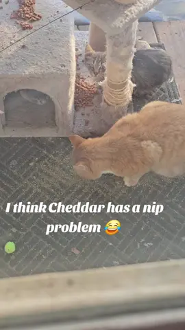 Cheddar snatched the catnip out of my hand and started to roll and not want to share 😂 #farmlife #orangecat #gingercat #catsoftiktok #catnip 