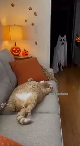 firulais feliz hallowen michi #firulais #felizhalloween #michi #susto #humor 