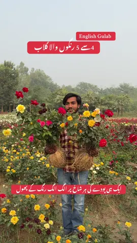 اِنگلش گلاب کے گرافٹڈ پودے۔  : #fyp #rose #plants #plantsoftiktok #viralvideos 