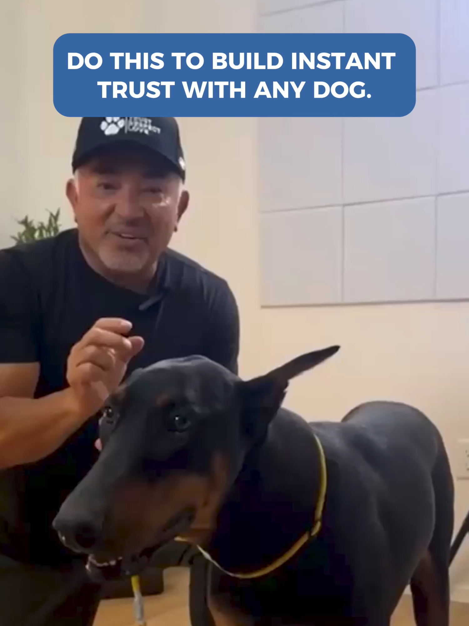 How do you establish a feeling of safety, trust, and connection with a new dog? It's all in the energy. To learn more, join the Pack Leadership Community now! Link in bio. ¿Cómo estableces una sensación de seguridad, confianza y conexión con un perro nuevo? 🐶✨ Todo está en la energía. 👉 Para aprender más, únete ahora a Pack Leadership Community. Link en bio.