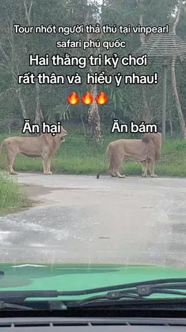 Tour nhốt người thả thú tại vinpearl safari phú quốc🔥🔥🔥#GreenCreator #VinWonders #dulich#nhotnguoithathu#jrslbym