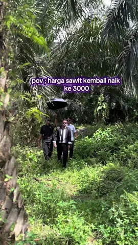 harga sawit kembali ke 3000#sawitontiktok #sawitindonesia #sawitkumpeh 