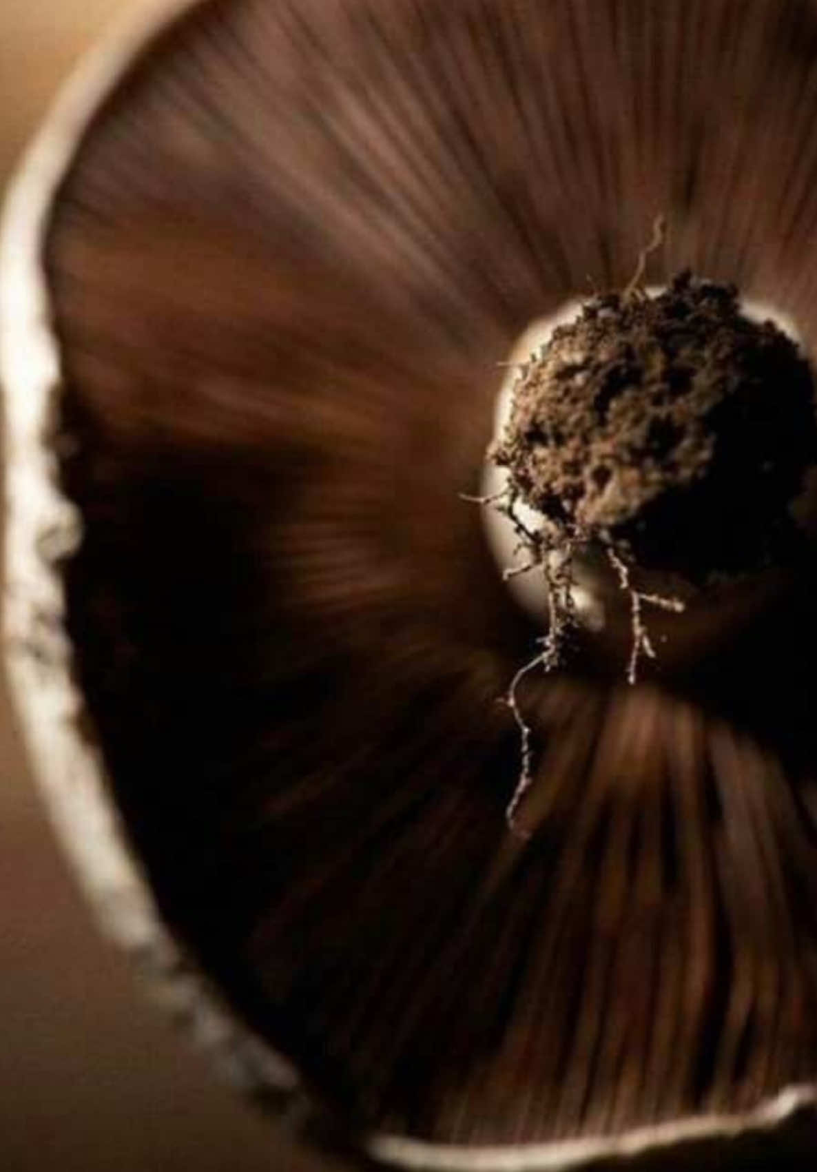 Trust is like glass, once it's broken it will never be the same. #goldenverse #motivation #heartbreak #relatable #trust 