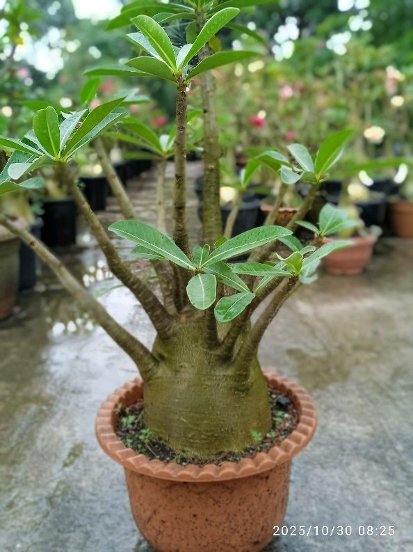 কোয়ালিটি 🙌