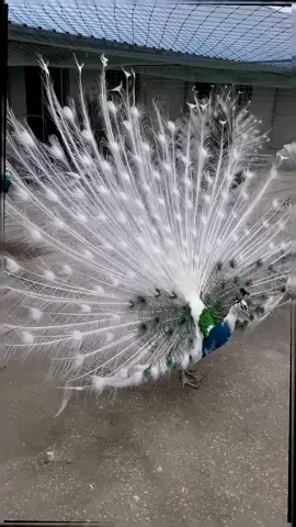 Peacock opens its screen, auspicious and auspicious #tiktok #foryou #fyp #peacock #beautiful bird