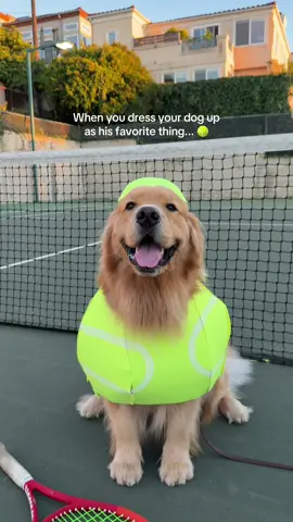 THE CUTEST TENNIS BALL YOU'VE EVER SEEN 🎾 #dogsoftiktok #dogcostume #goldenretriever #funnydog #cutedog 