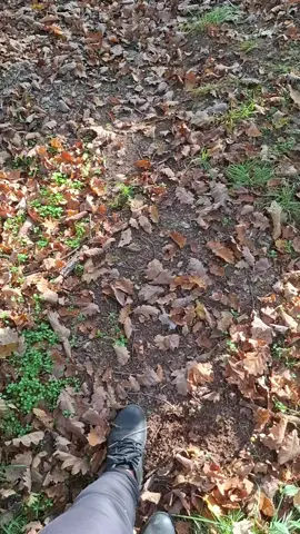 Toamna și-a făcut treaba 🍁 #heiOctombrie  #heiOctombrie #toamna #autumnmood #fallvibes #pădure #momentefaine #afrocarpatic 