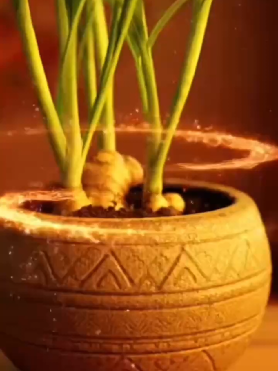 Đặt chậu gừng đúng chỗ kích tài lộc #meothuhuttailoc #xuhuongtiktok #meophongthuy #phongthuytamlinh 