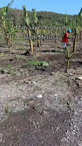 #fyppppppppppppppppppppppp #jamaicantiktok🇯🇲viral #hurricanemelissa2025 #farm 