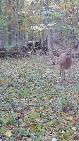 He day lighted! I thought forsure he was gone after youth season. Time to lock in. #illinois #hunting #whitetailbuckdeer 