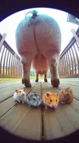 3 Hamsters vs Pig Fart Explosion 😂💨 | Viral AI Security Cam Video #viralreel#funnymoments#funnyreels#funnyvideos This entire video is 100% AI-generated — no real animals, no filming, just pure digital comedy 🤖✨ Three curious hamsters sneak up behind a fat sleeping pig on a suburban porch in the USA. 🐹🐹🐹🐷 They sniff around the pig’s tail, when suddenly — PFFFT-BRRRPPPT! 💨🤣 The pig’s massive fart shocks them all! One hamster jumps and screams, another covers his nose dramatically, and the third faints on his back like in a cartoon 😵‍💫😂 The pig just opens one eye, gives a sleepy “oink…”, and goes back to snoring peacefully. Ultra-realistic fisheye security-cam style — looks like a real viral home video but made entirely by AI. 🎥 No harm, no real animals — just comedy, creativity, and imagination! 🐾💡